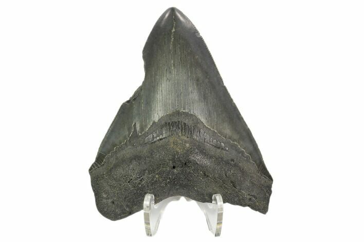Bargain, Fossil Megalodon Tooth - South Carolina #124752